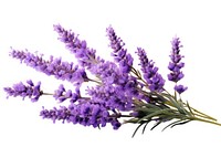 Flower filed Lavender lavender.