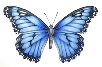 Drawing butterfly animal insect sketch.