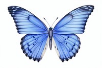 Drawing butterfly animal insect blue.
