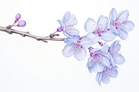 Drawing sakura blossom flower plant.