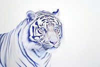 Drawing tiger wildlife animal mammal.