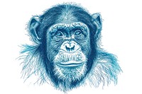 Drawing monkey ape wildlife mammal.