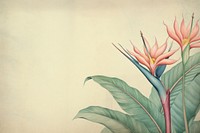 Realistic vintage drawing of bird of paradise border pattern flower sketch.