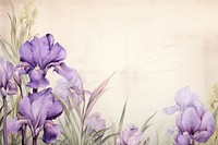 Realistic vintage drawing of Iris border iris backgrounds flower.