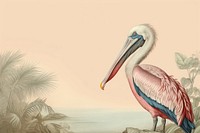 Realistic vintage drawing of pelican border animal sketch bird.