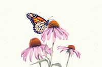 Butterfly Purple Coneflower Monarch monarch.