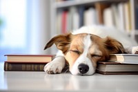 Books on desk sleeping dog publication. AI generated Image by rawpixel.