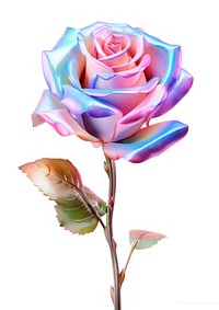 Rose iridescent flower plant white background.