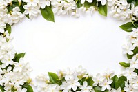 Floral frame jasmine flower backgrounds blossom.