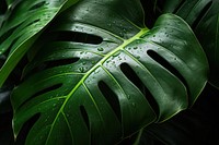  Plant green leaf backgrounds. AI generated Image by rawpixel.