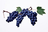 Black grape leaves grapes blueberry.