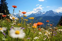  Flower meadow mountain in the background landscape grassland outdoors. AI generated Image by rawpixel.