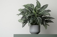 Houseplant vase leaf flowerpot. AI generated Image by rawpixel.