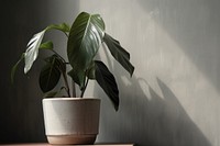 Indian rubber houseplant leaf flowerpot blossom. AI generated Image by rawpixel.