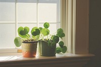 Pilea Peperomioides pot windowsill arrangement houseplant transparent flowerpot growth. AI generated Image by rawpixel.