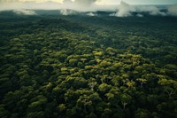  Forest landscape in Brazil background vegetation outdoors woodland. AI generated Image by rawpixel.