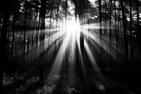  Forest flash sunlight outdoors. AI generated Image by rawpixel.