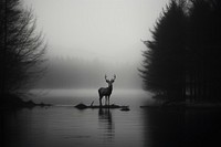  Forest lake Deer wildlife outdoors. AI generated Image by rawpixel.