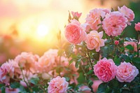 Beautiful blooming pastel rose garden backgrounds outdoors blossom.