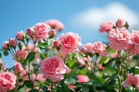 Beautiful blooming pink rose garden outdoors blossom flower.