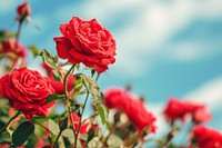 Beautiful blooming red rose garden outdoors blossom flower.
