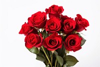 Red rose flower bouquet plant white background inflorescence.