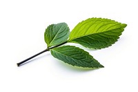 Leaves leaf plant herbs white background. AI generated Image by rawpixel.