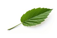 Sesame leaves leaf plant white background freshness. AI generated Image by rawpixel.