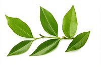Green tea leaves plant green herbs. AI generated Image by rawpixel.