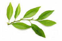 Green tea leaves plant green herbs. AI generated Image by rawpixel.