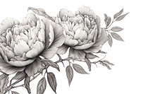  Peonies drawing sketch flower. AI generated Image by rawpixel.