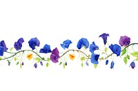 Butterfly pea flowers border petal plant white background.