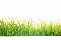 Grass nature backgrounds outdoors.
