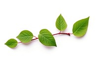 Small rose leaf plant white background freshness. AI generated Image by rawpixel.