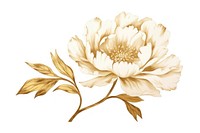 Peony pattern drawing flower. AI generated Image by rawpixel.