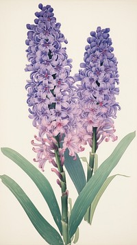 Traditional japanese wood block print illustration of hyacinth in morning flower lavender blossom.
