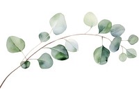 Eucalyptus branch plant leaf tree.