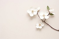 Minimal white flower blossom petal plant. AI generated Image by rawpixel.
