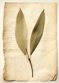 Real Pressed a olive leaf textured plant paper.