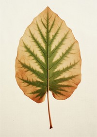 Real Pressed a minimal vibrant tropical leaf plant tree pattern.