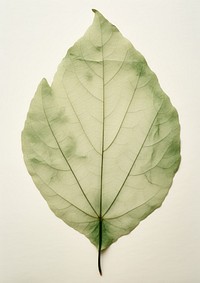 Real Pressed a minimal aesthetic green botanical leaf plant tree fragility.