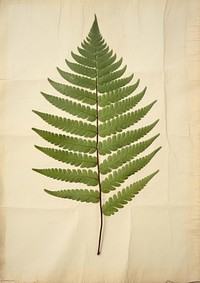 Real Pressed a minimal aesthetic green Polypodium leaf plant fern pattern.