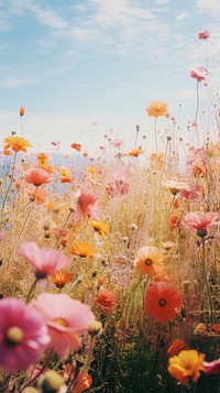 Photography of minimal flower field landscape nature outdoors.