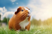 A guinea pig sitting on a green grass hamster mammal animal.