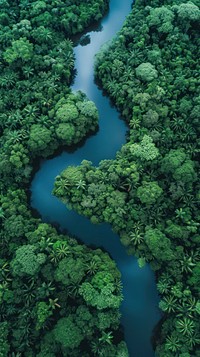 Aerial top down view of Amazon vegetation landscape outdoors.