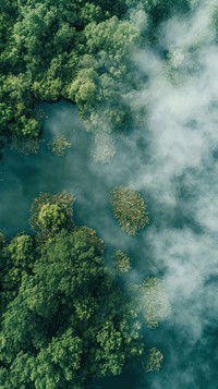 Aerial top down view of swamp with fog landscape outdoors nature.