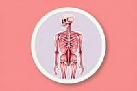 Anatomy tomography skeleton science.