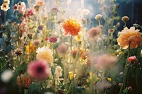  A colorful flower garden sunlight outdoors blossom. AI generated Image by rawpixel.