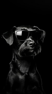 A dog wearing sun glasses black photography sunglasses.