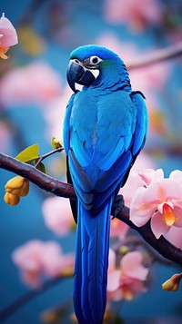 Blue Hyacinth macaw animal parrot bird. 